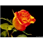 kvet-365.jpg
Poet zobrazen: 3748 (6532.9699 dn) pr.=0.5737
Rozmr: 800 x 600 pixel
Velikost: 46.154 kB