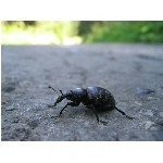 m144_4472.jpg
Poet zobrazen: 3447 (6529.2779 dn) pr.=0.5279
Rozmr: 1600 x 1200 pixel
Velikost: 404.579 kB