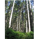 m145_4510.jpg
Poet zobrazen: 3777 (6529.5733 dn) pr.=0.5784
Rozmr: 1200 x 1600 pixel
Velikost: 990.47 kB
