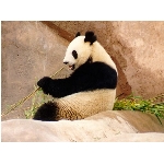 panda.jpg
Poet zobrazen: 3576 (6528.5368 dn) pr.=0.5477
Rozmr: 1024 x 768 pixel
Velikost: 92.758 kB