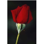 rose6v.jpg
Poet zobrazen: 3666 (6533.2562 dn) pr.=0.5611
Rozmr: 256 x 384 pixel
Velikost: 5.997 kB