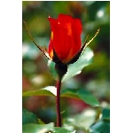 rose7v.jpg
Poet zobrazen: 3480 (6533.2674 dn) pr.=0.5327
Rozmr: 256 x 384 pixel
Velikost: 10.813 kB