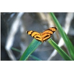 motyl.jpg
Poet zobrazen: 3399 (6526.4546 dn) pr.=0.5208
Rozmr: 1068 x 706 pixel
Velikost: 62.043 kB